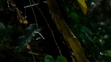 La jungla del Darién, de 575,000 hectáreas, es un parque nacional panameño que une a Suramérica con el istmo centroamericano.