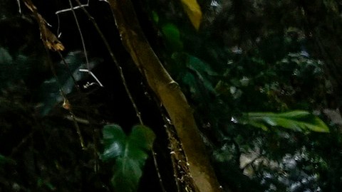 La jungla del Darién, de 575,000 hectáreas, es un parque nacional panameño que une a Suramérica con el istmo centroamericano.