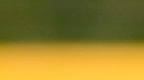 Jackson Holliday durante un encuentro con Baltimore Orioles en el Spring Training 2024.