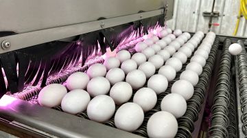 Gripe aviar huevos