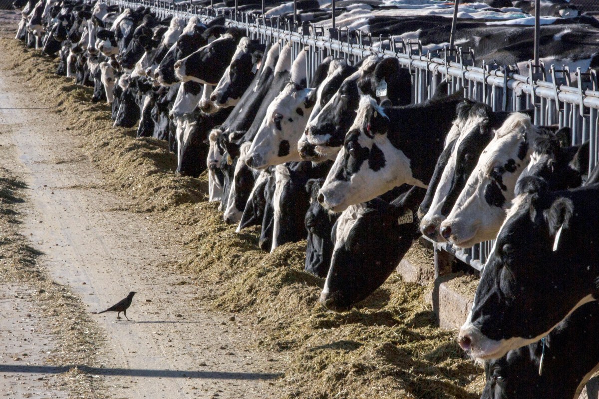 Hombre en Texas es diagnosticado con gripe aviar tras estar en contacto con vacas lecheras infectadas