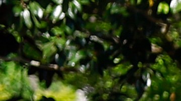 Oficiales en Charlotte, Carolina del Norte