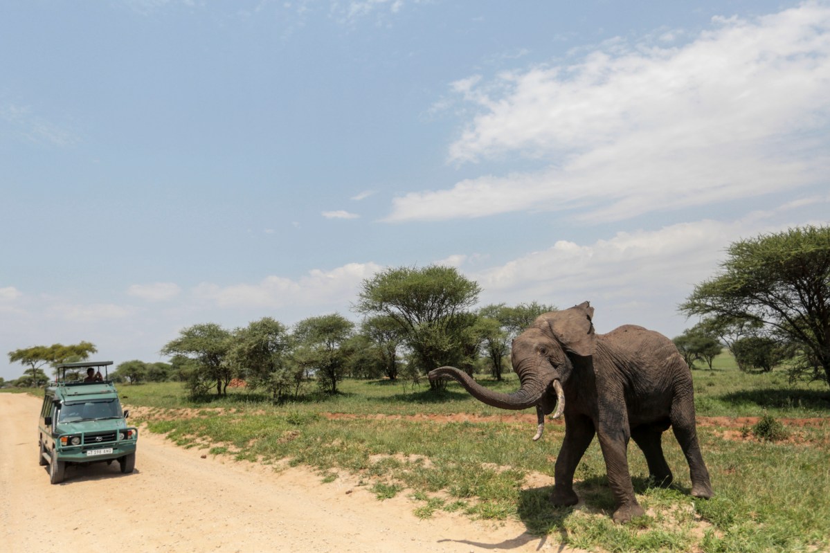 Anciano estadounidense muere tras ataque de un elefante durante safari en África