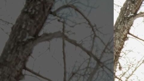Mujer murió congelada al intentar salvar a su perro en Alaska: estaba desaparecida desde diciembre