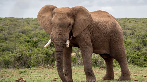 Elefante se escapa de circo en Montana