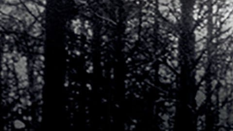 Poster de The Blair Witch Project