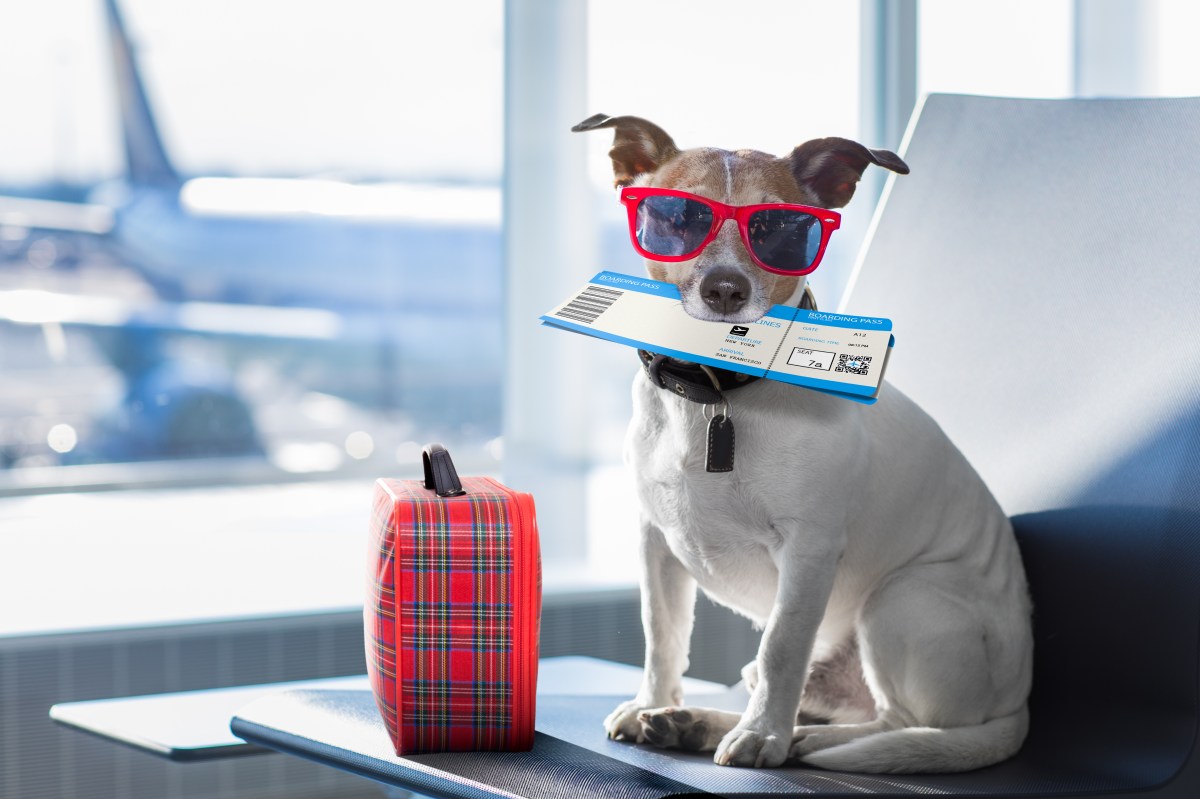 La primera aerolínea canina: vuelos con menú, patio de juegos y baños para perros