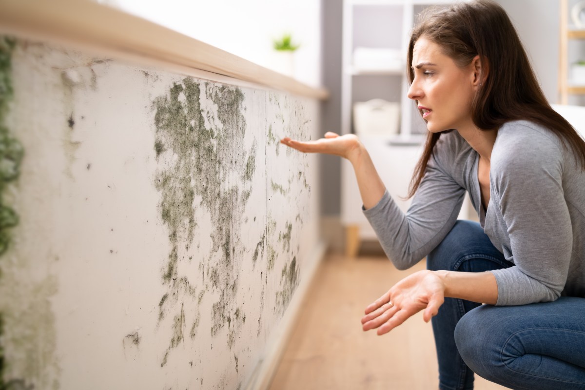 New York’s 311 Helpline Reveals Alarming Trends in Mold and Air Quality Complaints: Bronx and Manhattan in Focus