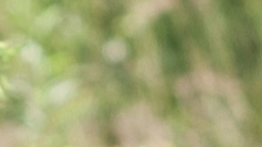 Militar es sentenciado por estafar a personas en Carolina del Norte