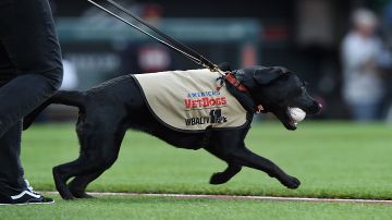 Emotivo adiós: Perro recoge bate de equipo Triple-A de Las Vegas, se retira del béisbol