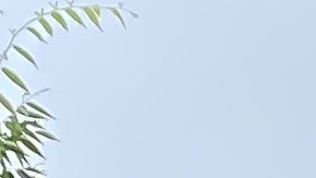  Los neoyorquinos tendremos una segunda votación primaria en 2024.