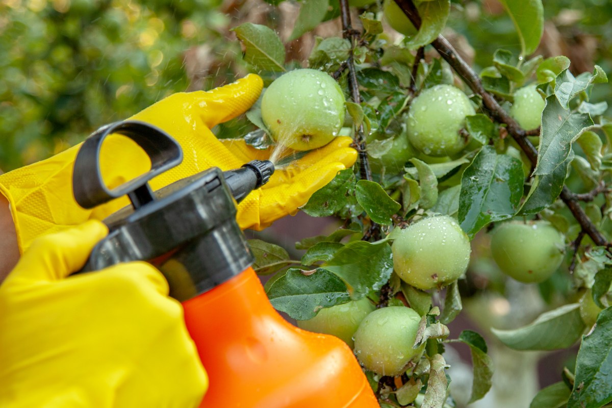 12 frutas y verduras que tienen altos valores de pesticidas