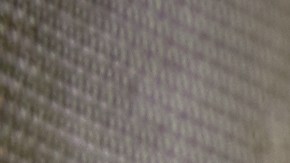 7 consejos para proteger a tus mascotas durante un sismo en Nueva York, según Chat GPT