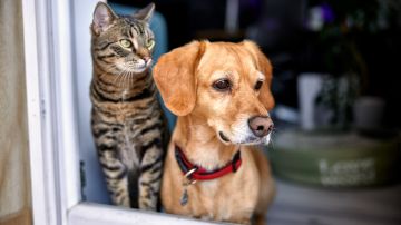 7 consejos para proteger a tus mascotas durante un sismo en Nueva York, según Chat GPT