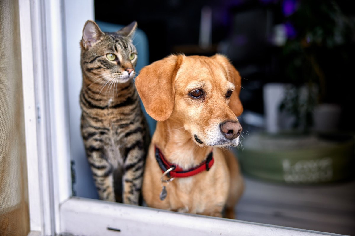 7 consejos para proteger a tus mascotas durante un sismo en Nueva York, según Chat GPT