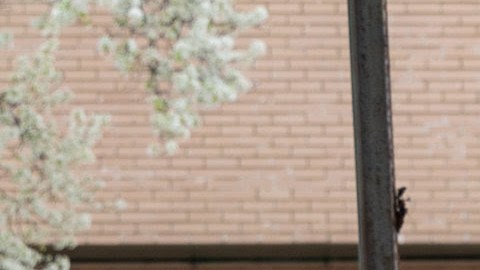 anuncian cambios en el sistema de estacionamiento en NYC