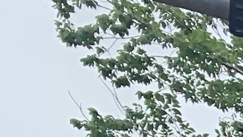 Algunos de los árboles caídos este viernes después del paso de una tormenta en Houston