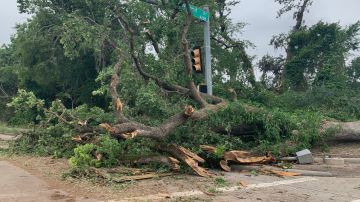 Algunos de los árboles caídos este viernes después del paso de una tormenta en Houston