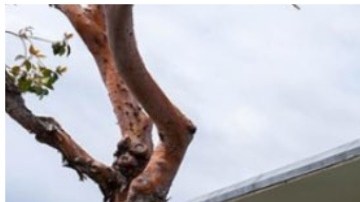 Abuso o mala conducta sexual, exceso de la fuerza y posesión de drogas, algunos de los delitos cometidos por los agentes.