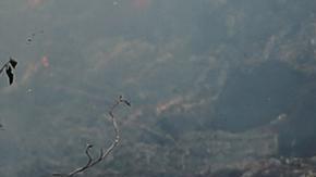 Son 75 incendios con los que están luchando las autoridades guatemaltecas.