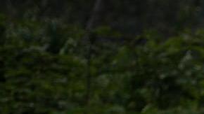 El presidente electo de Panamá propuso cerrar el Darién.