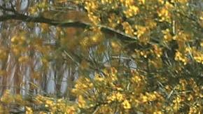 Migrante murió cerca del río Bravo tras recibir presunta golpiza de agentes de la Policía de Texas