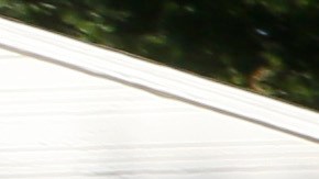 Según Crystal Cox, cuñada de Williams, los perros pertenecían al vecino. Foto referencial.