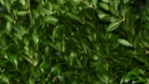 El ilusionista David Copperfield.