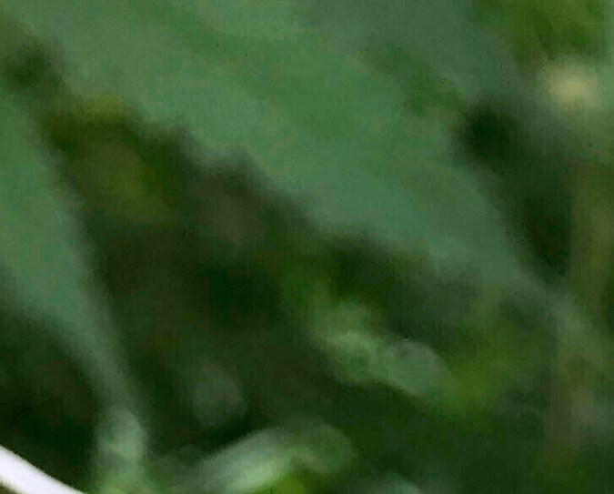 La reclasificación de la marihuana a la "Lista III" facilitaría mucho más su estudio