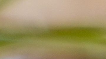 Marko (L) acostumbra a darle consejos al volante a Checo Pérez (R).