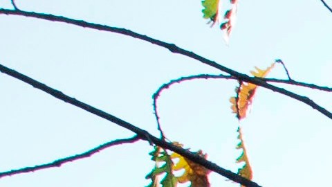 Árbol caído de raíz/Archivo.