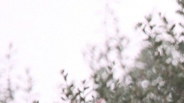 El alce estaba protegiendo a sus crías y por eso atacó a la víctima.