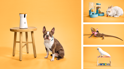 Amazon Pet Day-all (1)
