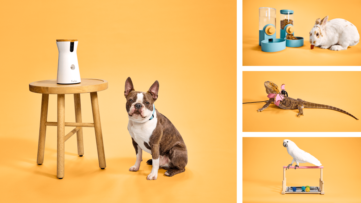 Tendencias en el cuidado de las mascotas