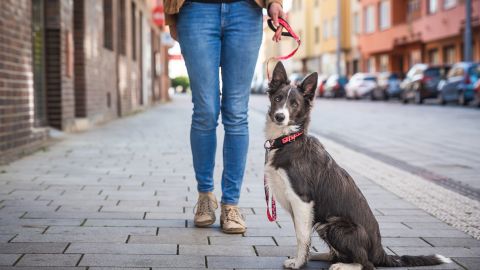 Perro en la calle