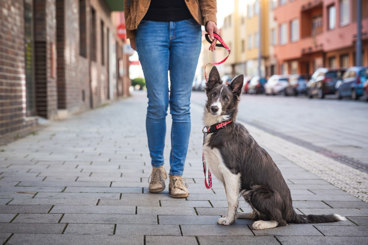 Analizarán las heces de los perros en la calle para detectar a los dueños infractores