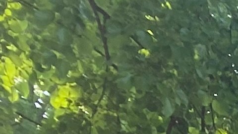 Tener más espacios verdes ayuda a mitigar el calor.