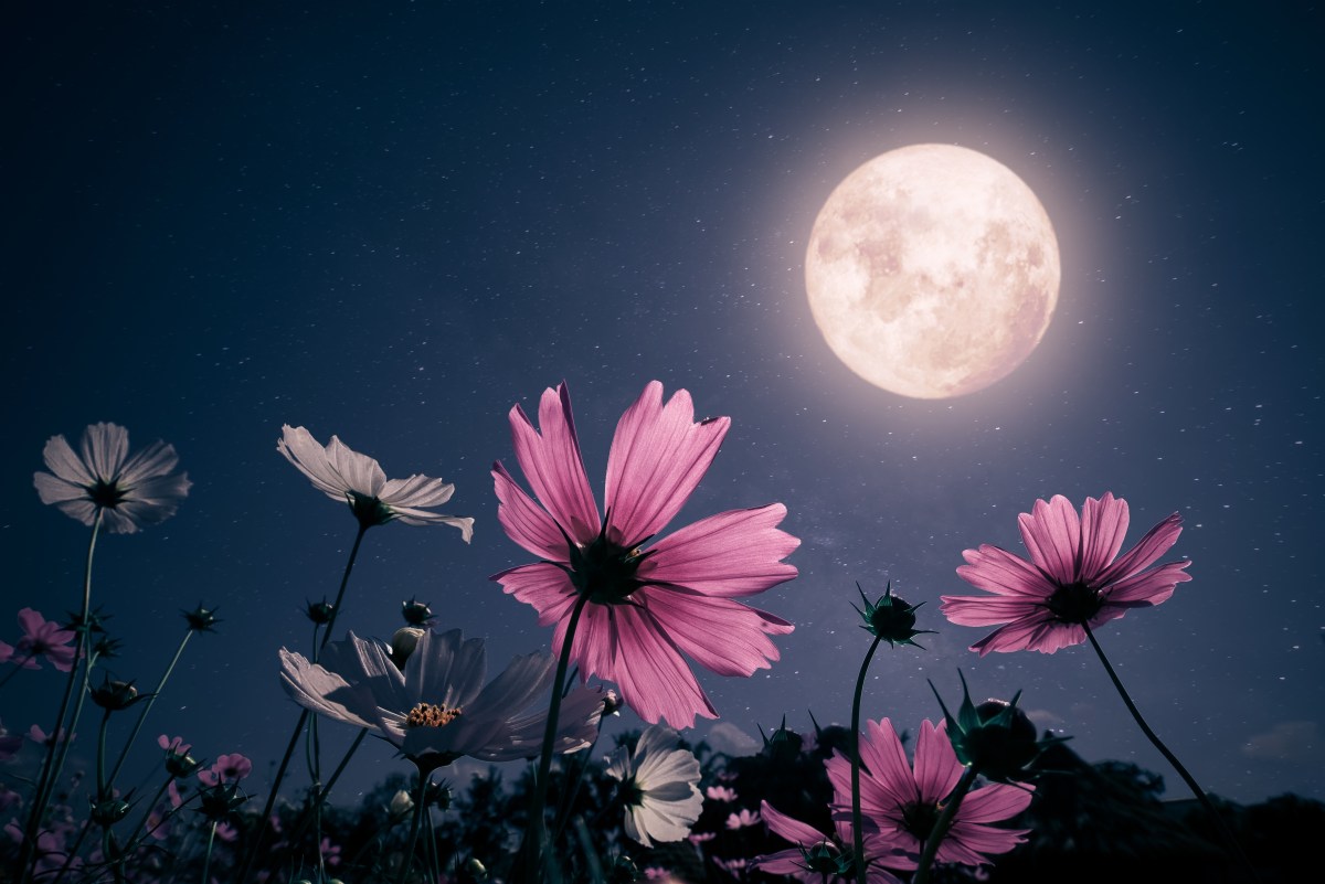 Cuándo y dónde ver la Luna de Flores en Estados Unidos en 2024