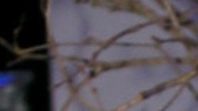 María Celeste Arrarás, periodista boricua.