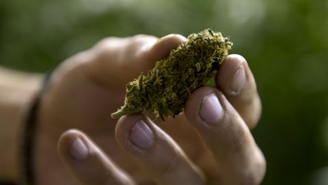 En EE.UU. varias estados han aprobado el uso de la marihuana a nivel medicinal y recreativo.