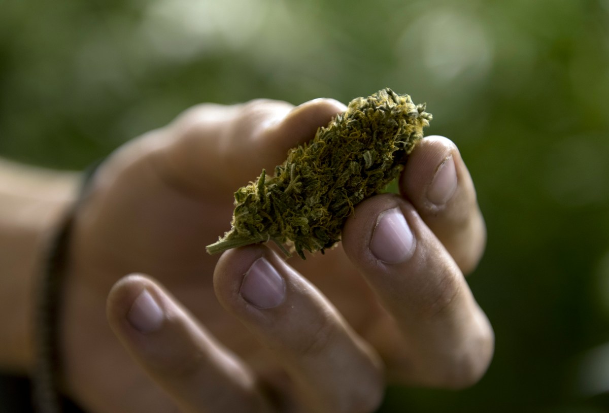 Editorial: Regulaciones sobre la marihuana