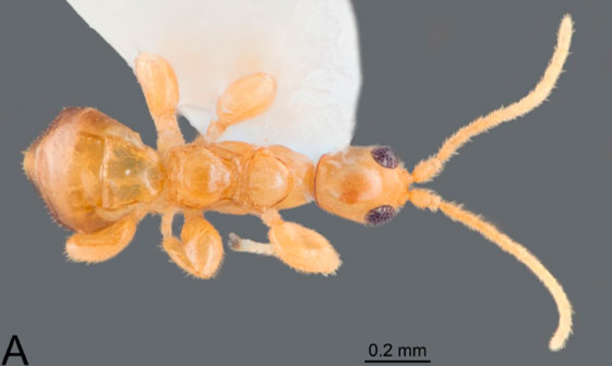 Descubren en Puerto Rico a la “‘Masona neon”, nueva especie de avispa sin alas