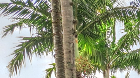 Nápoles, Florida