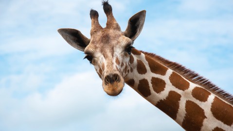 Jirafa
