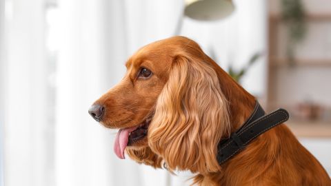 Perro cocker spaniel