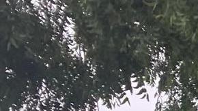 Vivienda afectada por un árbol caído/Archivo.