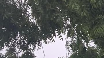 Vivienda afectada por un árbol caído/Archivo.