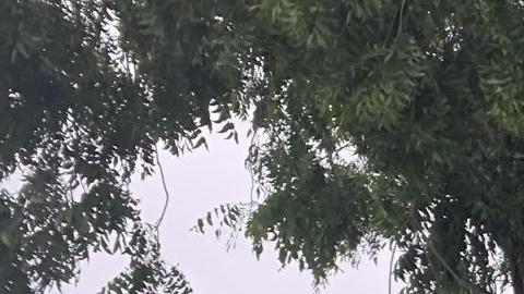 Vivienda afectada por un árbol caído/Archivo.