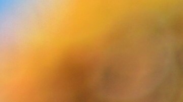 El precio de la piña Rubyglow es elevado por la manera de producción que implica un proceso de recolección “meticulosa”.