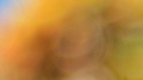 El precio de la piña Rubyglow es elevado por la manera de producción que implica un proceso de recolección “meticulosa”.
